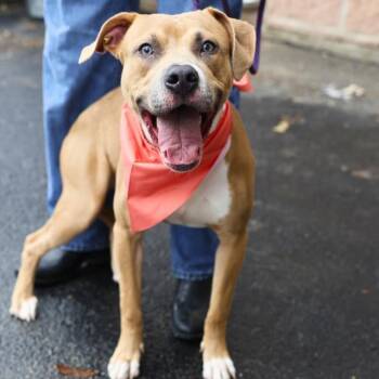 American Staffordshire Terrier Dogs Available for Adoption in San Antonio, Texas - PRETTY BOY | PetCurious