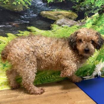 Paloma -  Miniature Poodle Dog for Adoption in Normal, Illinois - Paloma | PetCurious