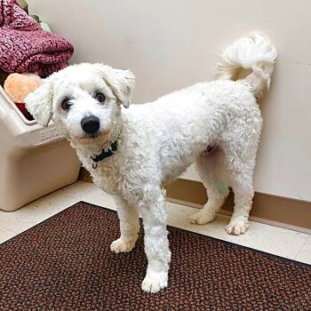 Rescue Poodle and American Eskimo Dog Dogs for Adoption in Falls Creek, Pennsylvania - Frisky | PetCurious