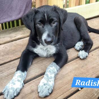 Radish -  Mixed Breed Dog for Adoption in Olathe, Kansas - Radish | PetCurious
