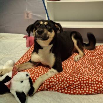 Rescue Mixed Breed Dogs for Adoption in South Houston, Texas - Riley | PetCurious