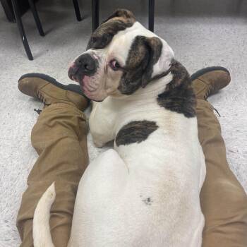 Big Mac -  American Bulldog Dog for Adoption in Marysville, Ohio - Big Mac | PetCurious