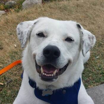 Lady Bear aka Maggie (20250410-05) -  Labrador Retriever Dog for Adoption in Niagara Falls, Ontario - Lady Bear Aka Maggie (20250410-05) | PetCurious