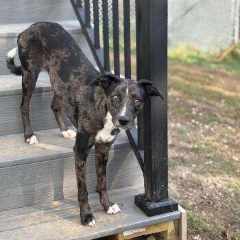 Aria -  Australian Cattle Dog Blue Heeler Dog for Adoption in Marshalltown, Iowa - Aria | PetCurious