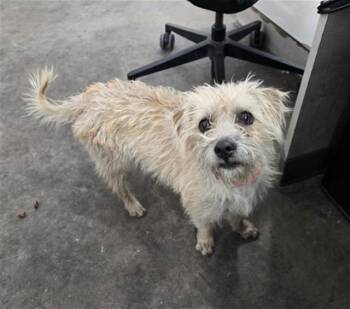 Mixed Breed Dogs Available for Adoption - ASTRA | PetCurious