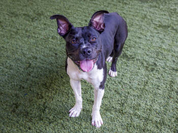 Rescue Pit Bull Terrier and Mixed Breed Dogs for Adoption in Pasadena, California - MARLENE | PetCurious