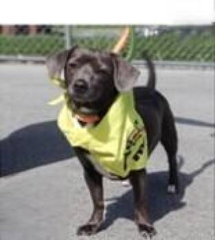 Dachshund Dogs Available for Adoption in Washington, District Of Columbia - Nadia | PetCurious