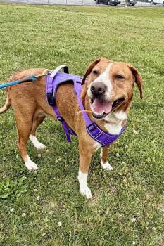 Hound and Labrador Retriever Dogs Available for Adoption in Maryville, Tennessee - Mary | PetCurious