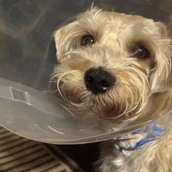 Miniature Schnauzer Dogs Available for Adoption - Ghost | PetCurious