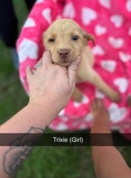 Trixie -  Labrador Retriever Dog for Adoption in Merrillville, Indiana - Trixie | PetCurious