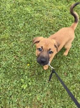 PennieLane (PinkCollar) -  Boxer and Shepherd Dog for Adoption in Simcoe, Ontario - PennieLane (PinkCollar) | PetCurious