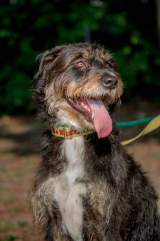 Kika -  Terrier and Mixed Breed Dog for Adoption in Mississauga, Ontario - Kika | PetCurious