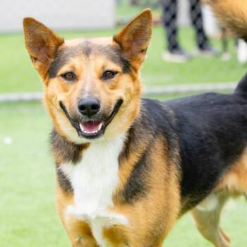 German Shepherd Dog and Australian Cattle Dog Blue Heeler Dogs Available for Adoption - BRONY | PetCurious