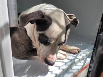 Rescue Pit Bull Terrier and Mixed Breed Dogs for Adoption in Houston, Texas - ALASTOR | PetCurious