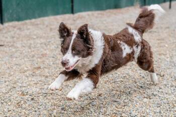Border Collie Dogs Available for Adoption in Hilton Head Island, South Carolina - Hamish | PetCurious