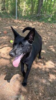 Shepherd and Husky Dogs Available for Adoption - Halo | PetCurious