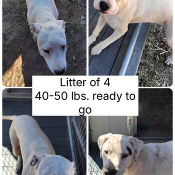 Pit Bull Terrier and Boxer Dogs Available for Adoption in Parker, Colorado - 484 (2026) Jack | PetCurious