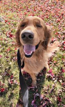 Rescue Golden Retriever Dogs for Adoption in Waterville, Ohio - Whiskey | PetCurious