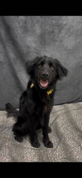 Dahlia -  Mixed Breed Dog for Adoption in Hamilton, Ohio - Dahlia | PetCurious