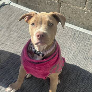 Terrier Dogs Available for Adoption - Nyla | PetCurious