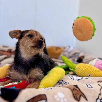 Penelope -  Yorkshire Terrier and Mixed Breed Dog for Adoption in Green Bay, Wisconsin - Penelope | PetCurious