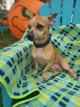 Rescue Chihuahua Dogs for Adoption in Crown Point, Indiana - Jack | PetCurious