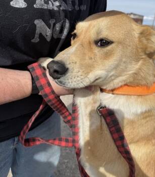 Shepherd and Yellow Labrador Retriever Dogs Available for Adoption - Arlo | PetCurious