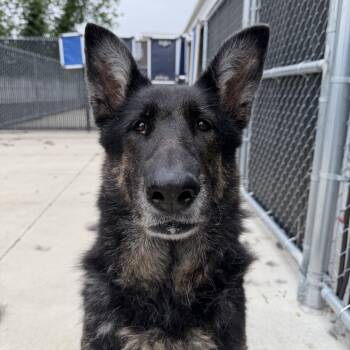 Gertrude (Gerty) -  German Shepherd Dog Dog for Adoption in North Providence, Rhode Island - Gertrude (Gerty) | PetCurious