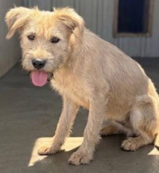 Pilar -  Poodle and Mixed Breed Dog for Adoption in Severance, Colorado - Pilar | PetCurious