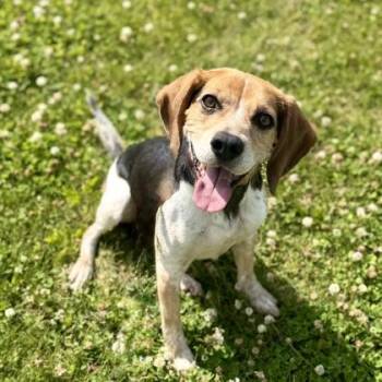 Charlie -  Mixed Breed and Beagle Dog for Adoption in Dubuque, Iowa - Charlie | PetCurious