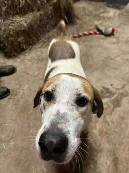 Tyson -  Mixed Breed Dog for Adoption in Scott, Louisiana - Tyson | PetCurious