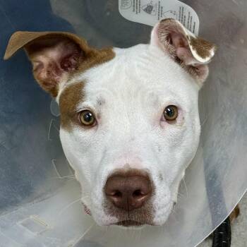 Jimmy Johns -  Terrier Dog for Adoption in Brentwood, Missouri - Jimmy Johns | PetCurious