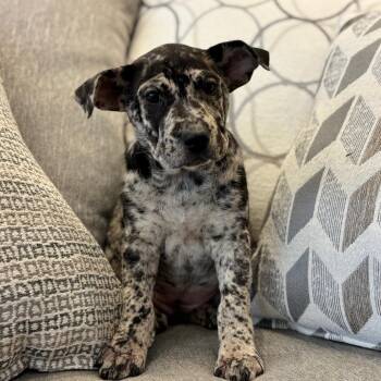 Andromeda -  Mixed Breed Dog for Adoption in Park City, Utah - Andromeda | PetCurious