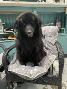 Luka -  Schipperke and Mixed Breed Dog for Adoption in Chattanooga, Tennessee - Luka | PetCurious