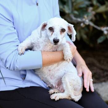 Rescue Bichon Frise Dogs for Adoption in Chester Springs, Pennsylvania - River | PetCurious