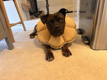 American Staffordshire Terrier Dogs Available for Adoption - Kane  | PetCurious