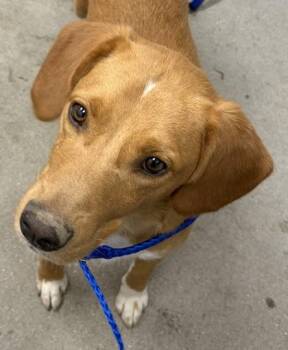 Roomba -  Mixed Breed Dog for Adoption in West Chester, Pennsylvania - Roomba | PetCurious