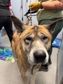 Odin -  Akita Dog for Adoption in Bloomington, Indiana - Odin | PetCurious