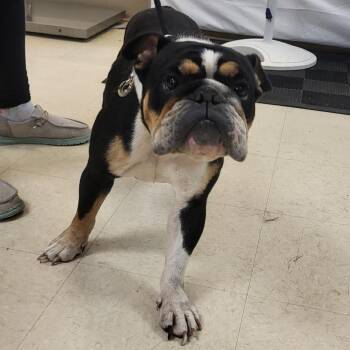 SCFL-Stray-67125_2 -  Mixed Breed Dog for Adoption in Lake Panasoffkee, Florida - SCFL-Stray-67125_2 | PetCurious