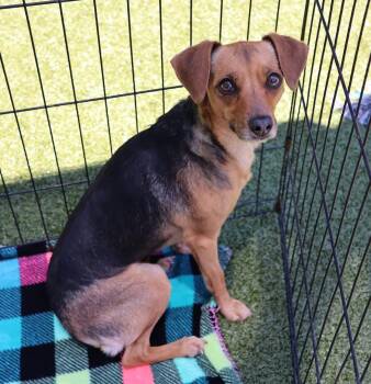 Bambi Athens -  Chihuahua Dog for Adoption in Rockaway, New Jersey - Bambi Athens | PetCurious