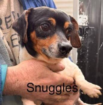 Rescue Dachshund and Chihuahua Dogs for Adoption in Midland, Michigan - Snuggle | PetCurious