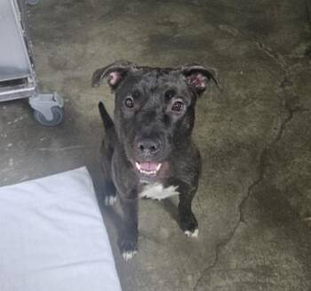 Pit Bull Terrier Dogs Available for Adoption in Sacramento, California - Jupiter | PetCurious