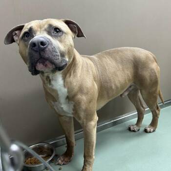 Pit Bull Terrier Dogs Available for Adoption in Lyndhurst, Virginia - SVAS-Stray-38698 | PetCurious