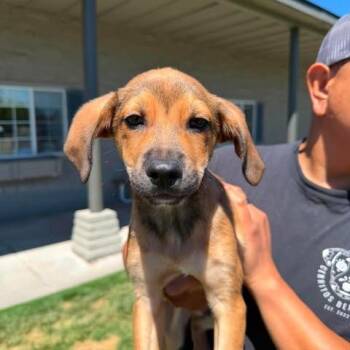 Camilo -  Mixed Breed Dog for Adoption in Bend, Oregon - Camilo | PetCurious
