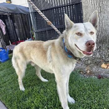 Siberian Husky and Mixed Breed Dogs Available for Adoption in Long Beach, California - HAZE | PetCurious