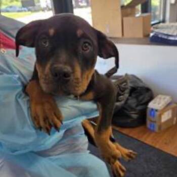 Riley -  Mixed Breed Dog for Adoption in Springboro, Ohio - Riley | PetCurious