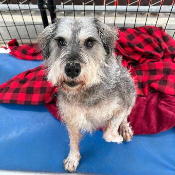 Sherman -  Schnauzer and Mixed Breed Dog for Adoption in Goleta, California - Sherman | PetCurious