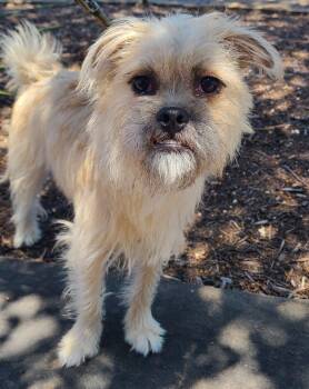 Rescue Shih Tzu and Pug Dogs for Adoption in San Antonio, Texas - Ming | PetCurious