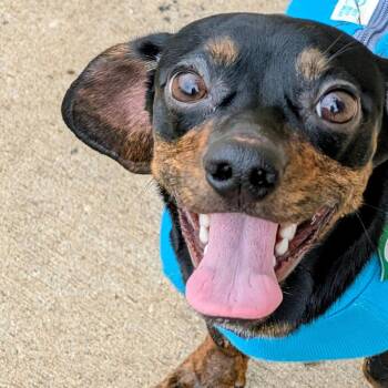 Dachshund Dogs Available for Adoption in Houston, Texas - Toby Thomas | PetCurious