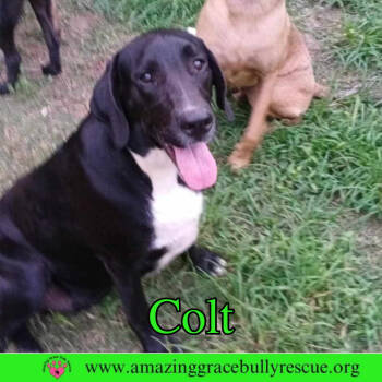 Rescue Labrador Retriever Dogs for Adoption in Pensacola, Florida - Colt | PetCurious